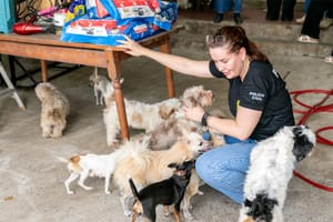 Animais resgatados passam por atendimento e preparo para vida em abrigo provisório