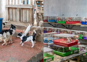 Canil clandestino é fechado após resgate de mais de 70 animais em condições críticas