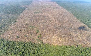 Justiça Federal e TRF1 anulam multas do IBAMA contra maior desmatador da Amazônia
