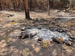 Incêndio no Parque Estadual da Serra Azul foi criminoso e proprietário será multado