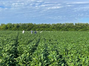 Pesquisa aponta efeitos promissores da aplicação de calcário e gesso na produtividade da soja em Mato Grosso