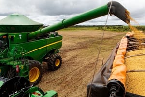 Seguradora terá que indenizar produtor por perda de safra causada por excesso de chuvas