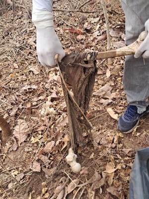 Ossada humanda é encontrada na zona rural de Pedra Preta; Polícia Civil segue investigando