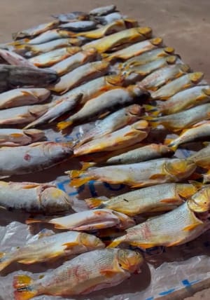 PM prende homem com 200 quilos de pescado irregular dentro de carro; veja vídeo