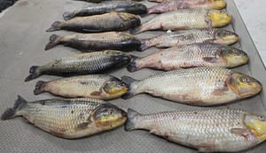 Batalhão Ambiental da PM prende suspeito por pesca irregular e apreende 86 unidades