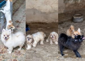 Animais resgatados em canil clandestino recebem cuidados para serem adotados
