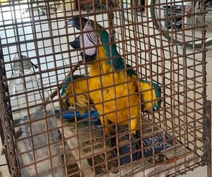 Arara-canindé que era mantida em cativeiro é resgatada e encaminhada à Sema