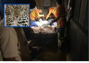 Peão é atacado por onça-pintada no Pantanal e resgatado por helicóptero do Exército