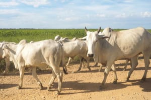 Pecuarista de VG quase cai no golpe do "falso intermediário"; prejuízo seria de R$ 390 mil