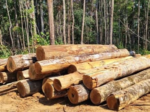 Sema apreende trator e toras de madeira ilegal durante ação em Marcelândia