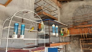 Operação combate tráfico de animais silvestres e cumpre mandados em Cuiabá