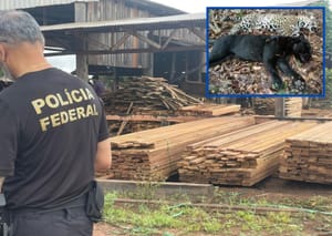 PF intensifica combate ao desmatamento em terra indígena em Mato Grosso