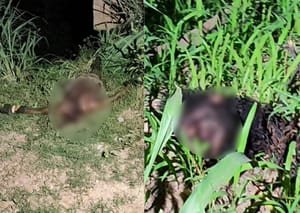 Corpo decapitado é encontrado com sinais de execução em Cuiabá; DHPP investiga o caso