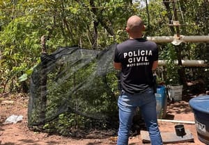 PC descobre plantação de maconha escondida em horta e prende homem em MT