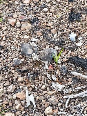 Ossada humana é encontrada em área de mata no Coxipó do Ouro