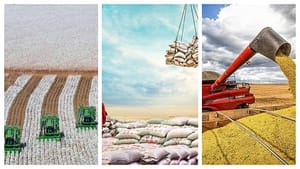 Mato Grosso lidera pedidos de recuperação judicial no agronegócio no terceiro trimestre