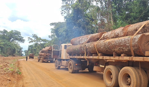 Polícia Militar apreende mais de 103 m³ de madeira ilegal perto de área protegida em MT