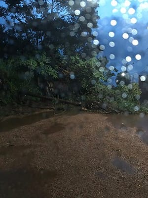 Vendaval derruba árvores, danifica comércios e provoca incêndio em transformador