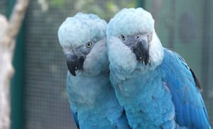 PF apura contaminação que coloca em risco a retomada da Ararinha-Azul na natureza