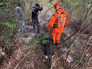 Cão de busca localiza corpo de vítima desaparecida em Primavera do Leste