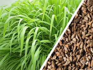 Produtor rural será indenizado após falha em sementes de pastagem; decisão é do TJMT