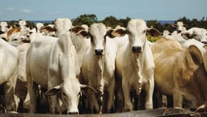 Vergalho bovino se consolida como ativo estratégico da pecuária de MT no mercado asiático