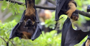 Surto do vírus Nipah na Índia acende alerta máximo das autoridades