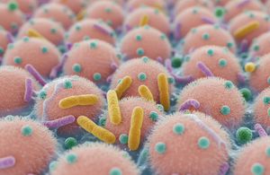 Estudo revela bactéria do intestino que ajuda a controlar peso mesmo com alto consumo de gordura