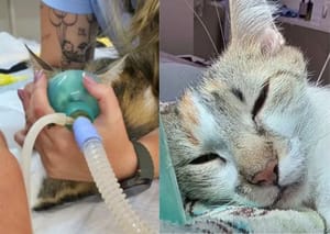 Mulher é presa após arremessar gata do 12º andar em Curitiba