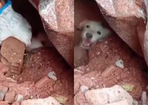 Vídeo mostra resgate emocionante de cachorro sob escombros após temporais em Minas Gerais