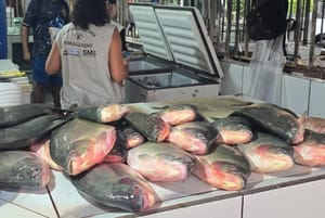 Quase 500 quilos de pescado irregular são apreendidos durante fiscalização em Cuiabá