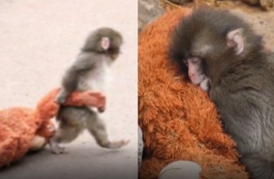 Macaco órfão viraliza ao abraçar pelúcia como “mãe” e emociona visitantes no Japão