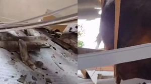 Boi invade telhado de casa, quebra estrutura e assusta morador em SC; veja vídeo