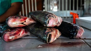 Prazo para vendedores participarem da Feira Peixe Santo termina amanhã (17)