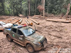 PM apreende 174 m³ de madeira ilegal durante operação ambiental em Marcelândia