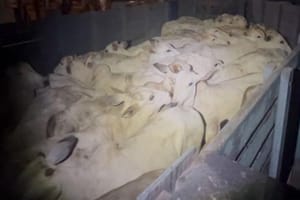 PM frustra furto de gado em zona rural de Barra do Garças e prende suspeitos em flagrante