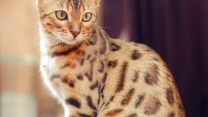 TJMT fixa multa de R$ 500 por invasão de "mini leopardo doméstico" em casa vizinha