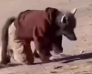 Homem que se identifica como cachorro se envolve em confusão com animal real e vídeo viraliza