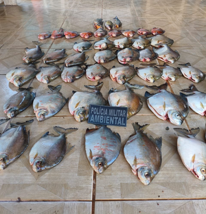 PM Ambiental apreende mais de 33 quilos de peixe irregular em Mato Grosso