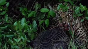 Vídeo flagra onça-pintada predando jacaré no Pantanal mato-grossense; vejam