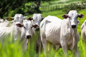 Sem venda, sem imposto: TJ suspende ICMS sobre deslocamento de gado em MT