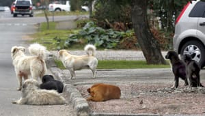 PC apura desaparecimento de cães e suspeita de venda de carne em cidade de Goiás