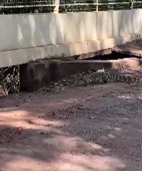 Jacaré solto em rua no São Francisco assusta moradores e escancara abandono em VG
