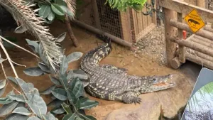 Homem é preso após jogar criança de 3 anos em recinto de crocodilos na Inglaterra; menino está em estado crítico