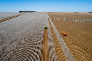 MT lidera produção de algodão, soja e milho há décadas e reforça domínio na safra 2025/26