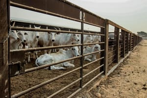 Mato Grosso registra maior crescimento do país no abate de bovinos no 1º trimestre de 2026