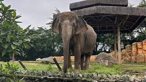 Justiça ordena que elefanta Baby seja transferida de Beto Carrero para Chapada dos Guimarães