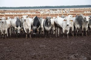 Principal destino da carne de MT, China reconhece Brasil como livre de febre aftosa