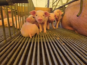 Cuiabá reúne especialistas para discutir futuro da suinocultura, custos e inovação no campo
