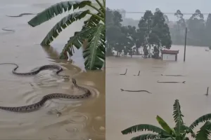 Enchentes na China espalham cerca de 900 cobras venenosas e animais de zoológico